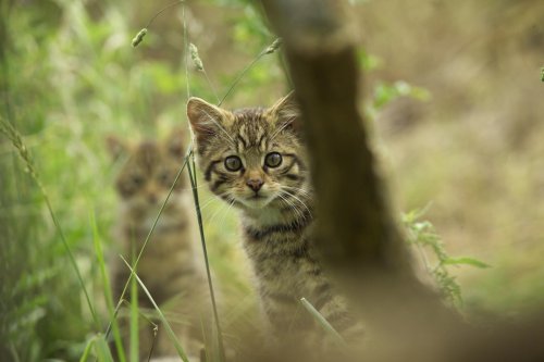 Wildcats 'set to save species' from extinction born at wildlife park