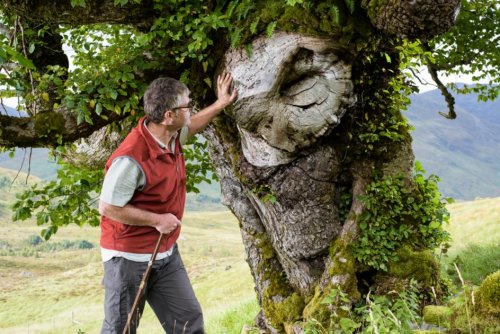 Scotland's ancient trees catalogued for first time
