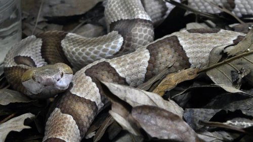 Camping trip becomes ‘worst nightmare’ as copperhead bites 4-year-old in NC, mom says