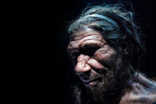 Who Were The Neanderthals And Denisovans? | Flipboard