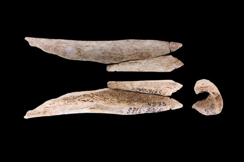 Human bones used as Prehistoric jewellery