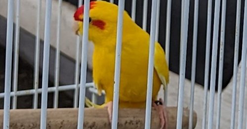 RSPCA rescues 'unusual looking' birds called Sweetie and Pie from park on Hertfordshire border