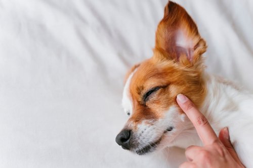 Beruhigungsmittel für den Hund: Die Top 3 im Vergleich