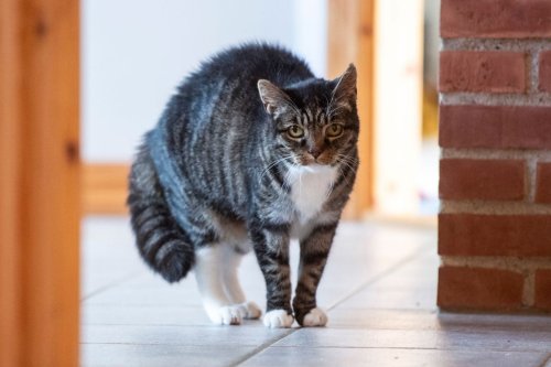 Rolling Skin Syndrom bei Katzen: Alles zur felinen Hyperästhesie