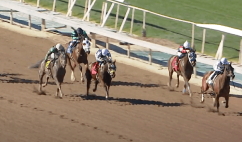 13th horse dies this year at Los Alamitos racetrack