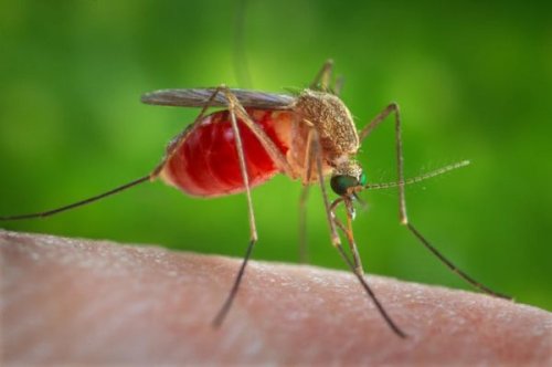 Vector Control District says San Marino mosquitoes carry West Nile virus