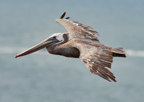 Brown pelican crisis deepening in Southern California
