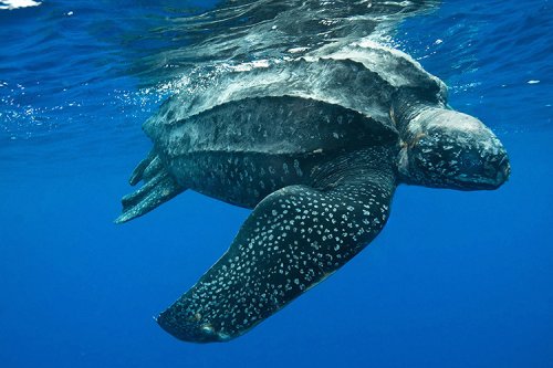 Endangered sea turtle killed by discarded fishing gear in California