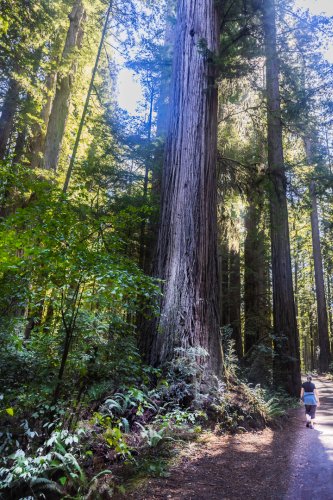 walk among the Redwoods