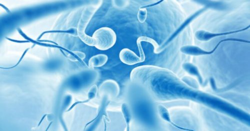 Созданы искусственные яйцеклетки и сперма из клеток взрослого человека - Hi-News.ru
