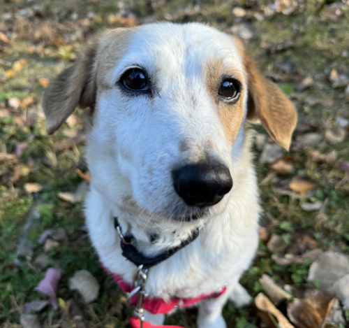 Wag of the Week: Champ