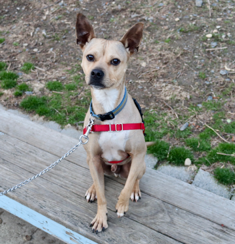 Wag of the Week: Ming