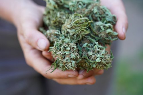 Farm Cut Provides a Model for Cannabis Farming and Collaboration |