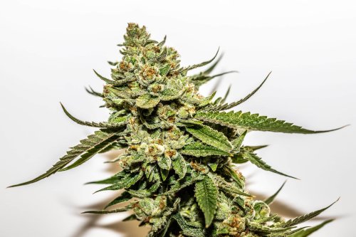 Renowned Cannabis Breeder Sues Company Over Termination
