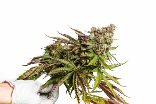 NY Regulators Reach Settlement, Clearing Way for Pot Retail in Finger Lakes