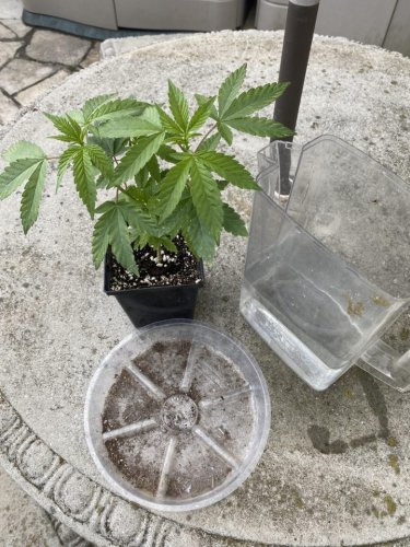 Reverse Watering Potted Plants | High Times