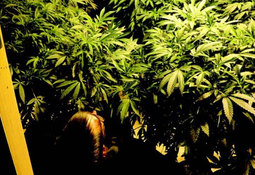 Jorge's Cannabis Encyclopedia: Mother Plants | High Times