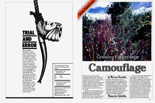 From the Archives: Growing Undercover Camouflage (1981) | High Times