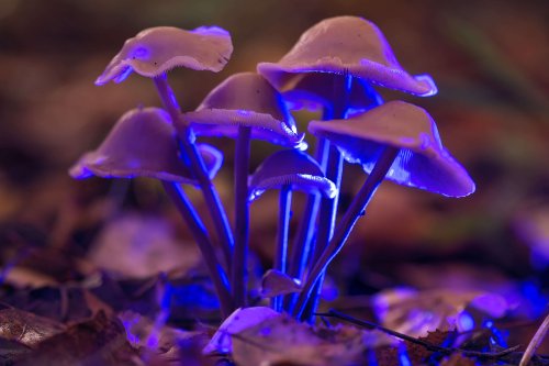 Psilocybin Causes 'Significant Reduction' in Symptoms of Depression, Largest of its Kind Study Shows | High Times