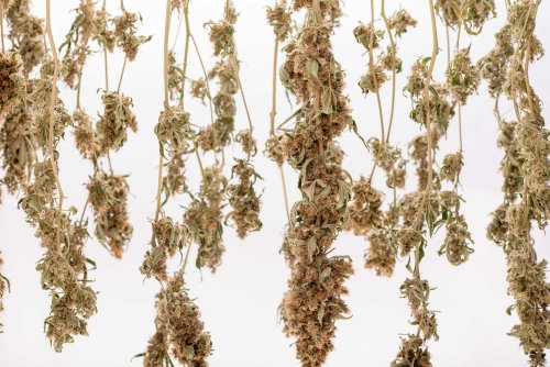 The Croptober Crisis: Drying and Curing Gone Wrong | High Times