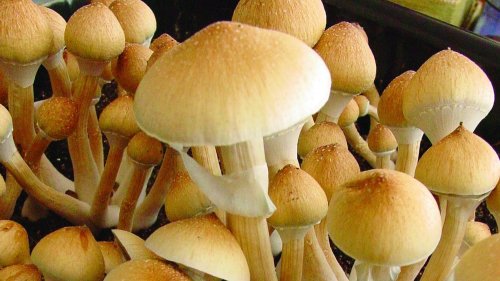 The Magic of Mushrooms | High Times
