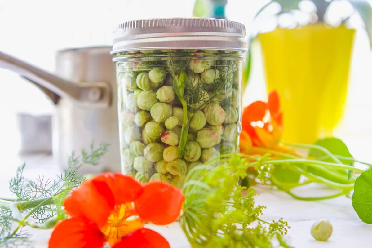 Pickled Nasturtium Seeds