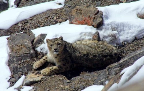 Regular sightings indicate rise in number of snow leopards in HP