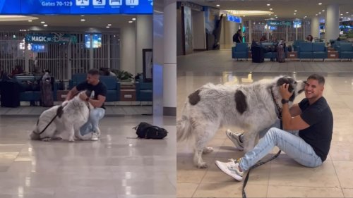 Pet dad reunites with his Great Pyrenees dog, viral video melts hearts