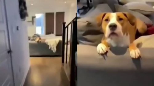 Pet dad asks dog to say ‘I love you’, she reacts. Watch