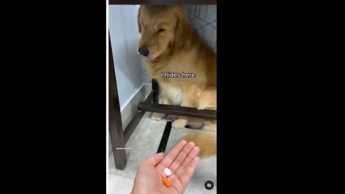 Dog hides beneath table when it sees medicines in human’s hand. Watch cute video