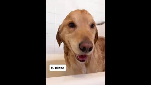 Wondering how to give a bath to your dog? This pupper is here to tell you. Watch