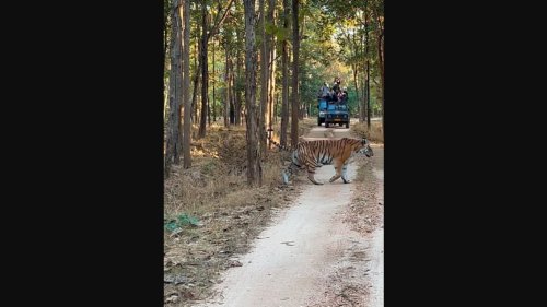 Tourists spot tiger walking with her four cubs in Pench National Park. Watch