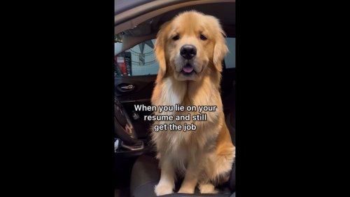 Golden Retriever dog lies on 'resume' to get a 'job'. Watch what happens next