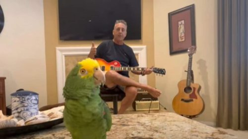 Parrot sings to its heart's content as pet dad plays guitar in the background. Video stuns people