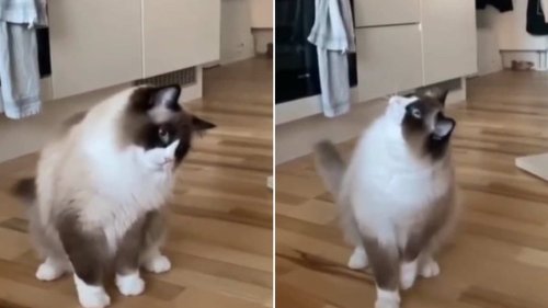 Cat gets utterly confused as bubbles burst and disappear. Watch
