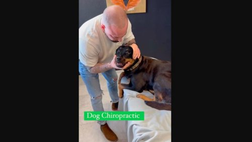 Dog’s surprised reaction during chiropractic therapy is hilariously adorable. Watch