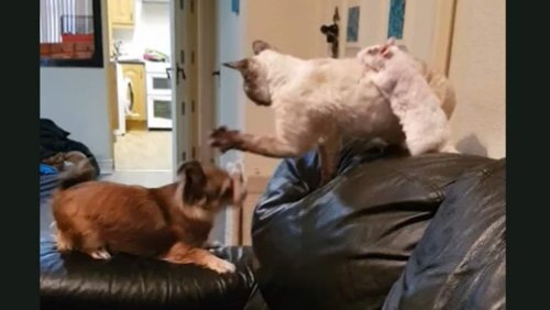 Who said a dog, cat and a rat can't be friends? This video says otherwise. Watch