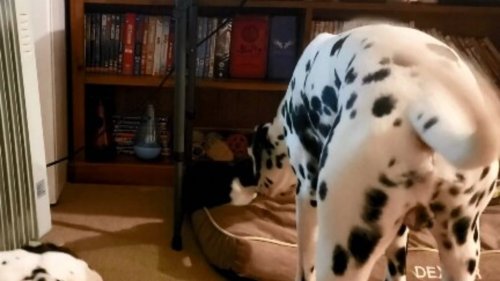 Dog goes to foster cat to check if she is fine after she coughs. Watch heart melting video