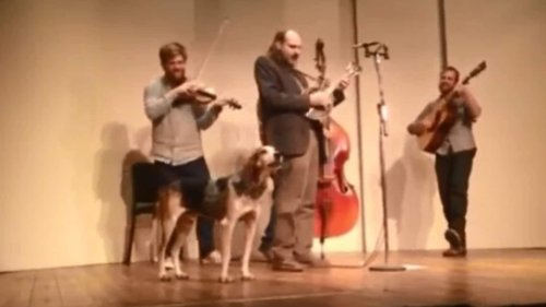 Dog sleeping backstage suddenly wakes up, decides to join band and 'sing'. Watch