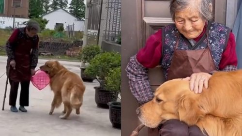 Nothing much, just a video of a dog fetching stool for its elderly human | Flipboard