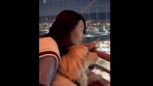 Golden Retriever dog couldn’t stop staring at hot air balloon, so his mom took him on a ride. Watch