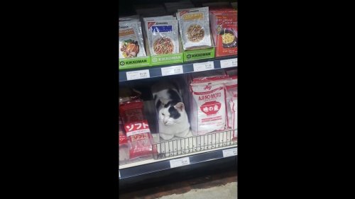 Cat sits on supermarket shelf alongside other items and it’s adorable to watch