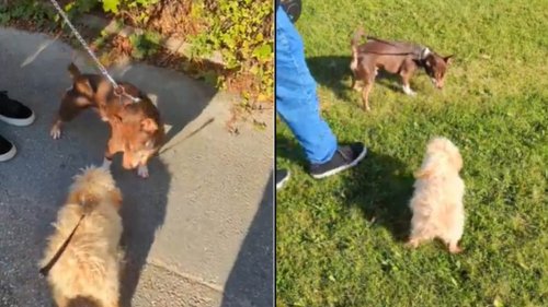 7-month-old puppy can’t contain her joy after making her first dog friend