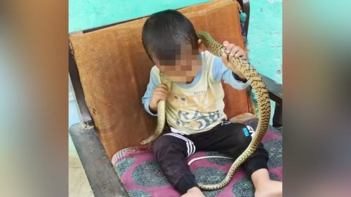 Toddler plays with snake while adults watch, internet slams irresponsible behaviour