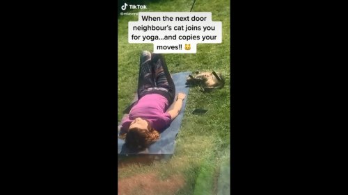Neighbour’s cat joins woman doing exercise, copies her moves. Watch