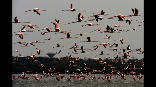 Flamingo Festival in Navi Mumbai on May 14