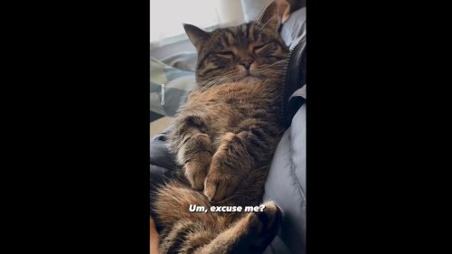Cat’s instant change in reaction to human saying ‘Excuse me’ is hilarious. Watch
