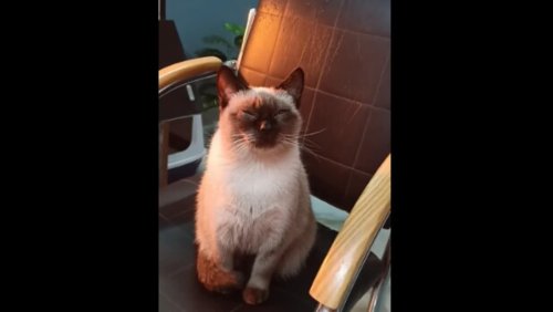 Cat patiently listens as human sings Soft Kitty from The Big Bang Theory