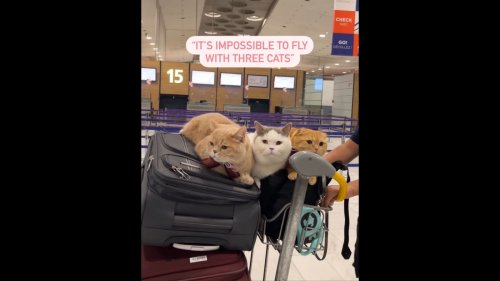 Man boards flight with his three pet cats, shares adorably cute video. Watch