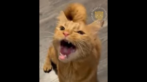 This cute cat has a lot to 'say' when dinner is just a few seconds late. Watch